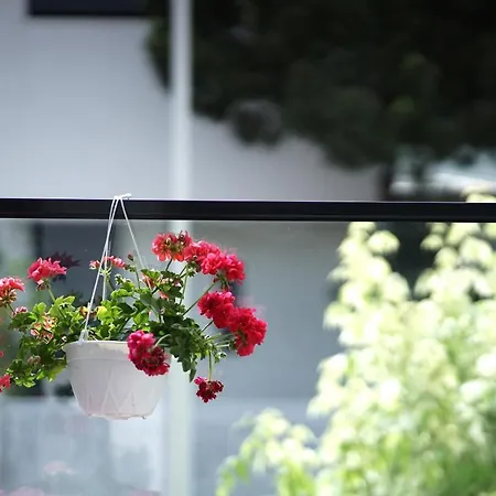 Roga Valamar * Hamallaj